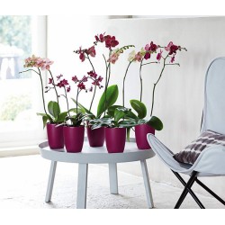 Pot haut spécial orchidée - Brussels - H 12.5 cm - Cerise - ELHO - Pots ronds - DE-402511