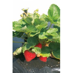 Film de paillage pour fraises - FRESAFILM - 10 x 1.40 M - NORTENE - Protection des plantes - DE-255570