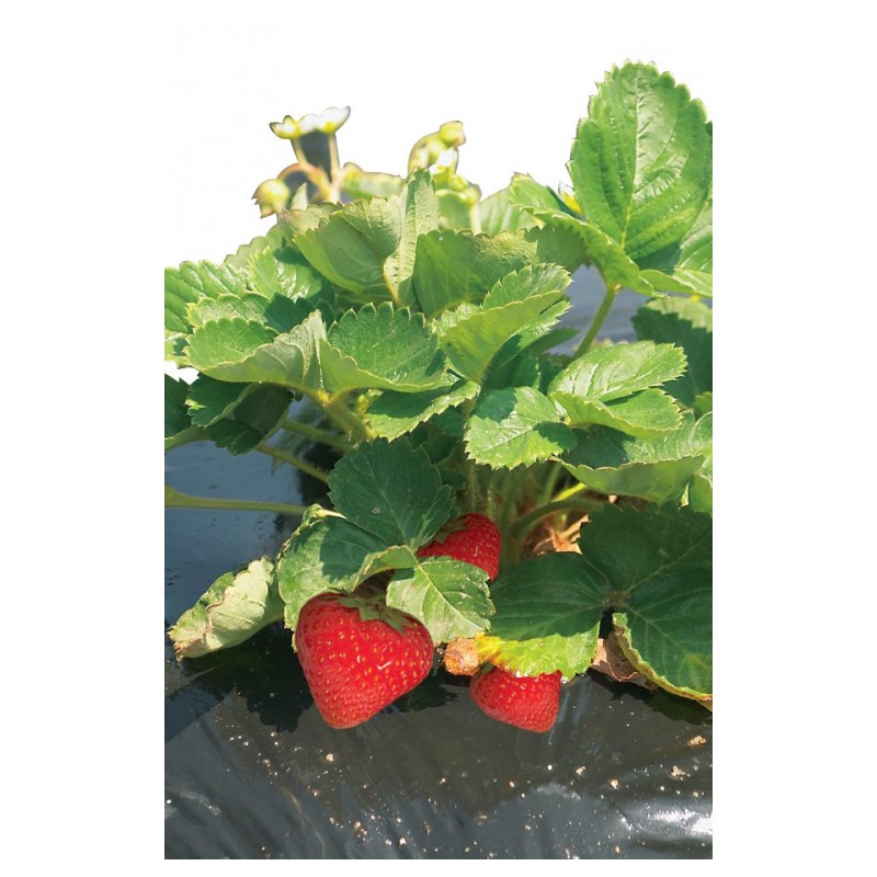 Film de paillage pour fraises - FRESAFILM - 10 x 1.40 M - NORTENE - Protection des plantes - DE-255570