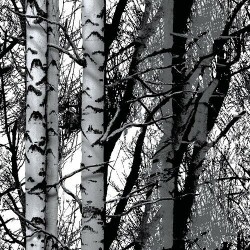 Adhésif - Forêt en Noir et Blanc - 67.5 cm x 2 m - D C FIX - Adhésifs décoratifs - DE-377796