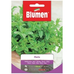 Graines de Menthe - BLUMEN - Semences - DE-516832